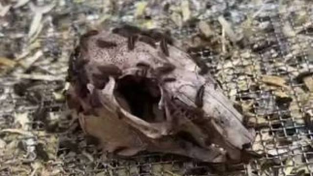 用皮甲虫清理兔头用来制作标本 #国外视频分享 #标本制作 #标本