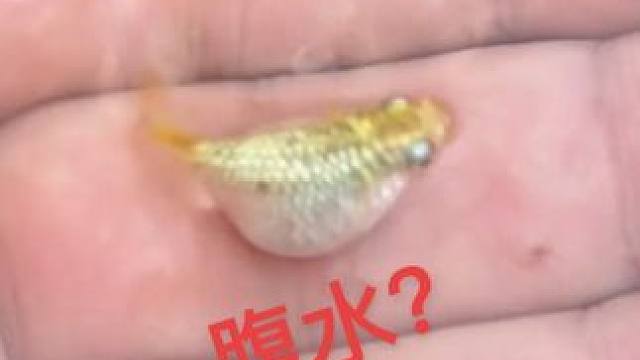 观背青鳉腹水怎么办？肚子大是腹水吗？其实不是，一个视频告诉你“腹水”怎么治#观背青鳉 #腹水金毛