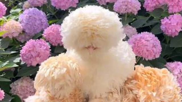 这是活着的劲爆鸡米花吗?#菊花头鸡  #萌宠  #动物世界  #内容启发搜索  #美食