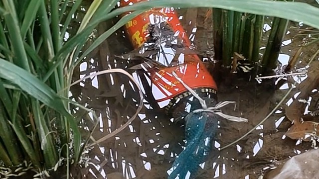 扔掉的一字笼重新捡回来继续下这次听你们的建议看看能逮多少鳝鱼