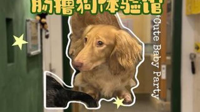 Vlog—੯‧̀͡⬮doooooooog#狗狗 #小狗 #腊肠犬 #不养狗不知道养狗的乐趣
