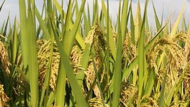 中国人的种地基因又开挂了！ 谁能想到，竹子还能和水稻杂交！#水稻 #种田 #竹稻 #三农