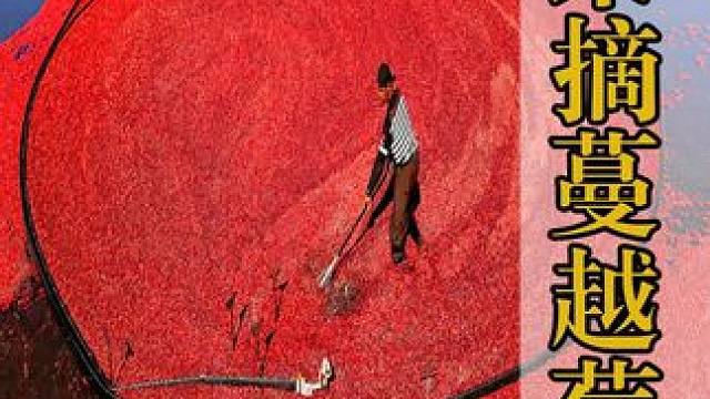 蔓越莓的独特采摘方式，提前给农田灌满水，让蔓越莓全浮在水面上 #科普 #涨知识 #蔓越莓 #果实采摘