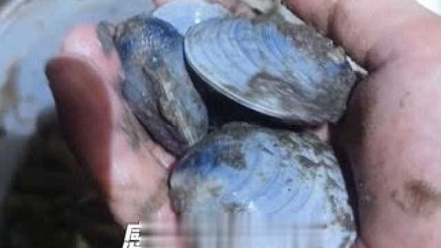 #大自然的馈赠舌尖上的美味