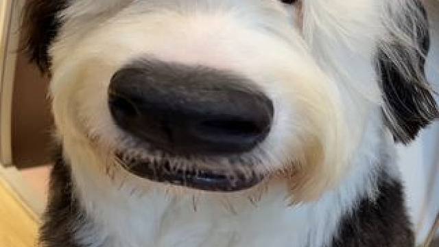 自我介绍一下，选我准没错！#萌宠出道计划 #古牧