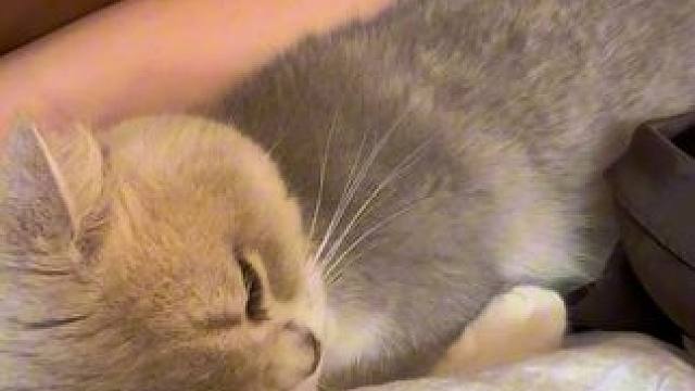 是哪只小猫咪这么嗲呀 原来就是我们胖胖呀#小猫日记