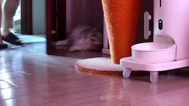 今天看点挺多的《并没有》《这大手整个放水里面》《老铁 我差点躺平你知道吗》#自律小猫 #养猫人 #小