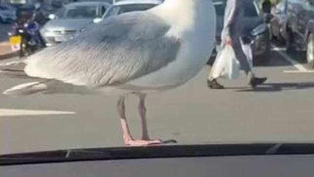 这是啥玻璃？糖玻璃