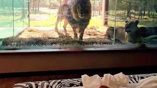 窗户外面有动物怎么办？#狮子 #北极熊 #看世界 #离谱 #神操作