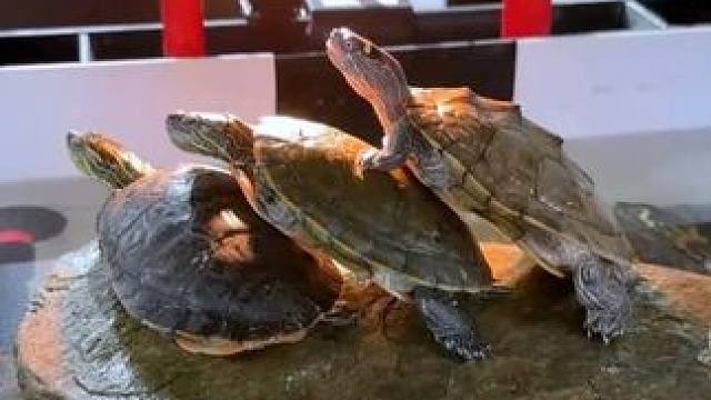 人生短短三万天，能吃一天是一天！ #南极磷虾干 #喂龟 #龟宠 #养龟日记 #乌龟喂食