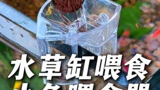 家里鱼缸铺底砂或害怕鱼粮残渣污染水质的鱼友，试试这个喂食器。 #小鱼喂食器 #喂鱼 #鱼粮 #养鱼日
