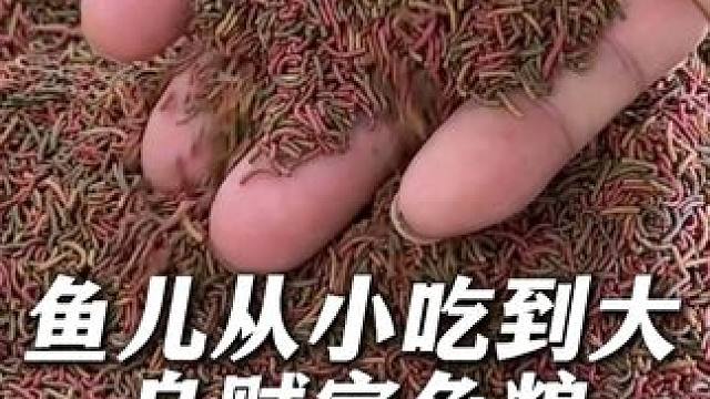 这个鱼粮鱼儿可以从小吃到大！ #喂鱼 #鱼粮 #鱼饲料 #养鱼日记 #观赏鱼