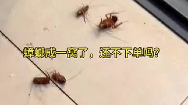 你还在犹豫吗？犹豫就要错过这个福利价了#蟑螂 #蟑螂一锅端 #蟑螂胶饵 #蟑螂怎么消灭最彻底