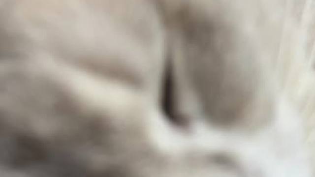 #这一小坨猫谁受得了