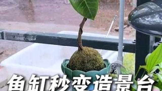 让你的鱼缸边边角角变好看实用的鱼缸转角置物架。 #鱼缸装饰 #鱼缸 #鱼缸转角置物架 #养鱼日记 #