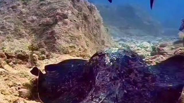 带你看大海 看看#奇妙的海洋生物 物种繁多，形态各异#大自然的杰作