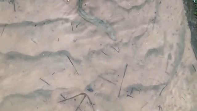 黄鳝你用夹子，蛇你徒手，是个狠人呐[赞]