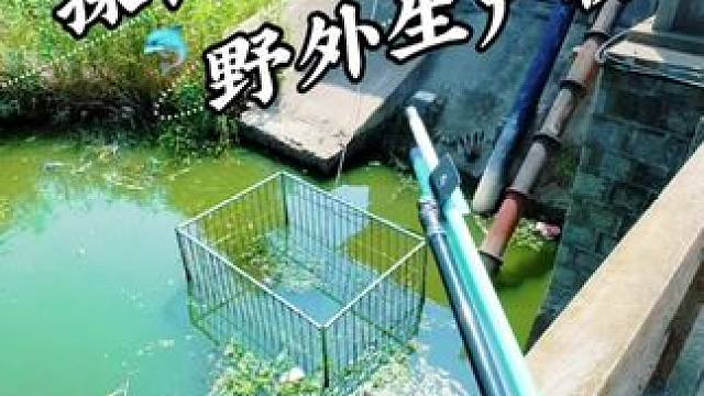 探钓 野外生产桥 #钓鱼#野钓#钓鱼的乐趣只有钓鱼人懂 #钓鱼人就是这么疯狂 #老坛甜薯