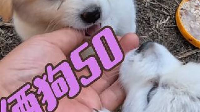 沙和尚花50块钱给大孙买俩狗，中午吃饺子好好庆祝一下#农村生活记录