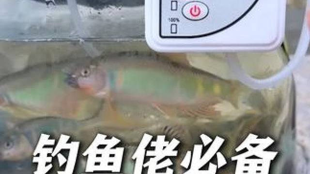 钓鱼佬想把原生鱼活着带回家，这个充电式增氧泵必备！ #钓鱼 #钓鱼佬 #原生鱼 #增氧泵 #氧气泵钓