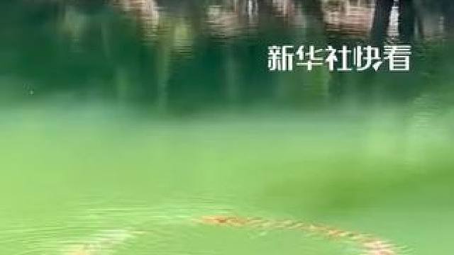 神奇！鱼儿在水里转圈圈！祝见者好运连连！