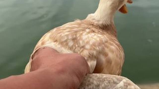 这个涡轮增鸭可以……