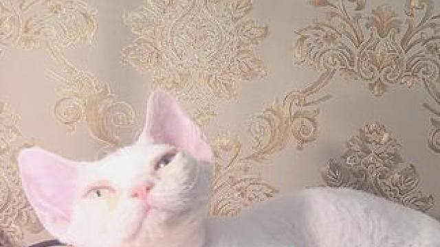 小眯日常 #猫 #猫咪的迷惑行为 #猫咪 #日常vlog #分享照片