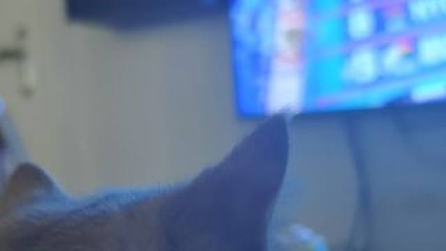 一起看游泳世锦赛的猫 #游泳世锦赛 #我的猫咪 #游泳