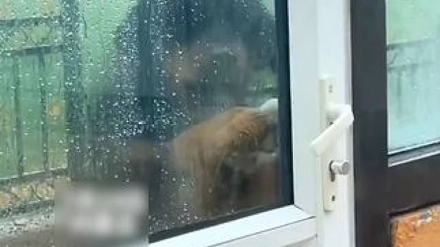 聪明狗狗解锁新技能，大雨突袭草原，蒙古獒自己开门进屋避雨