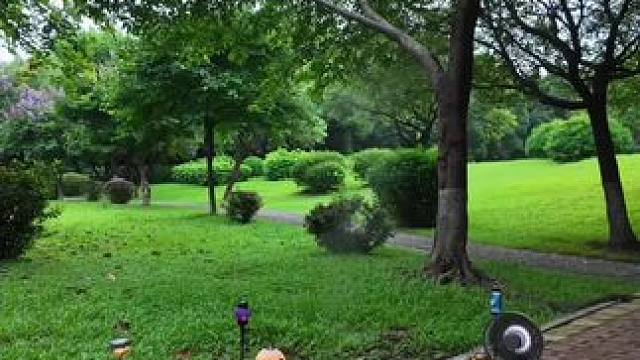 “城市里卷成麻花，不如林间当片快乐的叶子”#户外露营 #逃离城市的喧嚣 #治愈 #放空自己#夏天的味