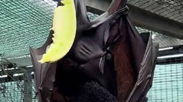 宠物果蝠边带娃边吃蜜瓜 #国外视频分享 #奇妙的动物 #宠物