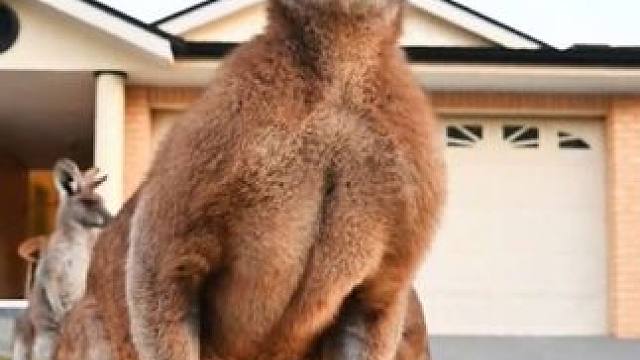 澳洲街头泛滥成灾的袋鼠 #国外视频分享 #奇妙的动物 #野生动物零距