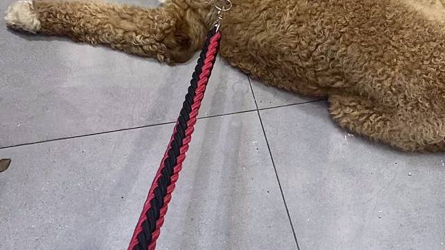 巨贵哆哆终于打赢一只狗了