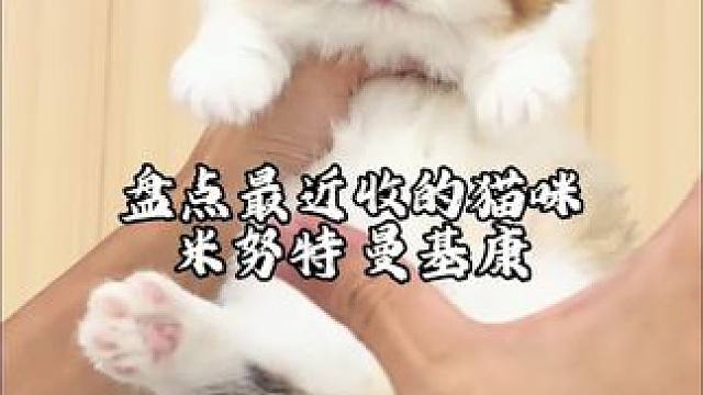有没有你们心仪的小猫呢 #米努特矮脚猫 #拿破仑矮脚猫 #曼基康短腿猫