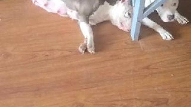 我不在家 给咱家管理厉害完了 斯塔福 杜宾给整得 胖完了#小奶狗 #杜宾 #斯塔福 #蓝白斯塔福