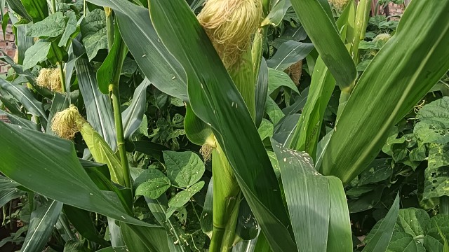 庄稼蔬菜成熟了……