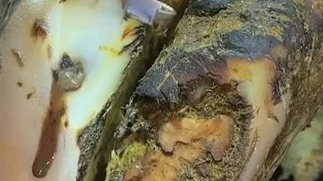 这是今天修理中最跛脚的一只牛了#解压#修牛蹄