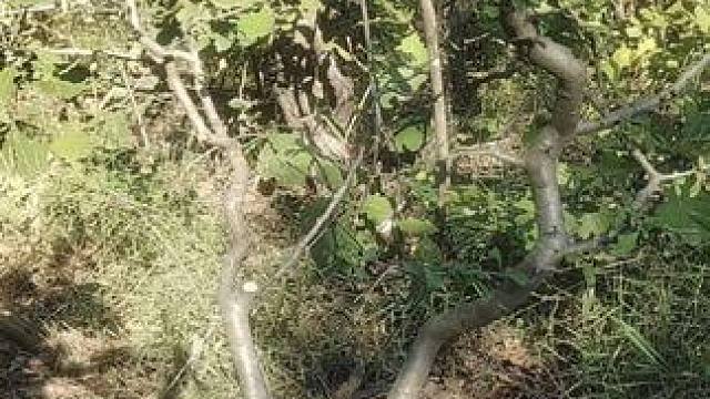 #老桩盆景 #大山里的原生态 #大山深处自然美山清水秀好风光 #盆景艺术