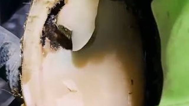 这是一只分成三层的牛蹄#解压#修牛蹄