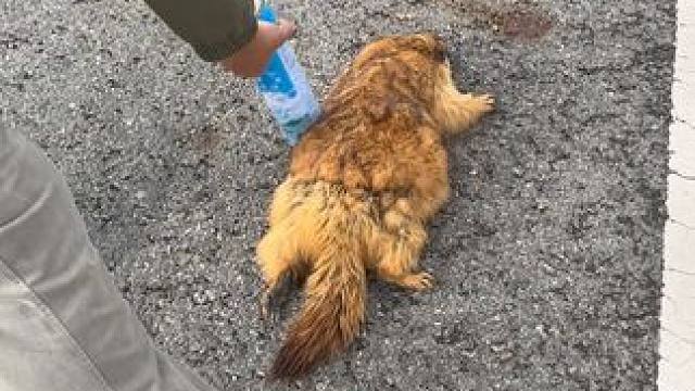 可怜的土拨鼠，下辈子别吃这么胖了，过马路都跑不动了。 #土拨鼠