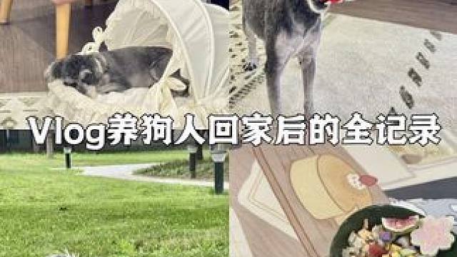 Vlog.263｜养狗人回家后6.5小时记录 养狗人出门回家后到睡前6.5小时都能干些啥
#宠物vl