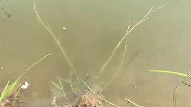 牛不牛#钓鱼的乐趣只有钓鱼人懂 #测试 #钓鱼人就是这么疯狂 #钓鱼技巧 #钓鱼人