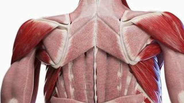 松解筋膜的小细节大部分人没做对 想很多人都知道纠正体态的第一件事应该是松解筋膜，但实际上大部分人松解