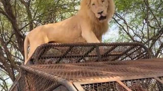 游客们在笼子里面看狮子 #国外视频分享 #野生动物零距离 #狮子