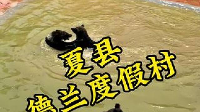 人打架经常见，熊打架还是头一次见#德兰度假村 #德兰度假村动物园 #亲子游玩好去处