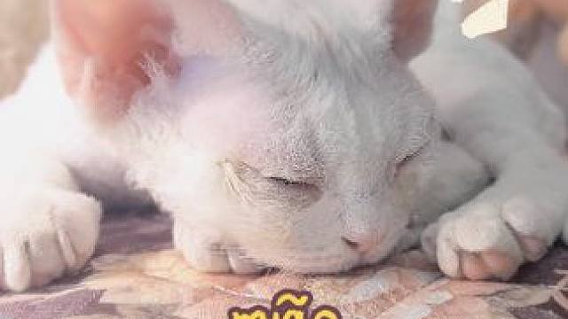 小眯日常 #猫咪 #猫咪的迷惑行为 #猫 #猫咪日常 #猫和老鼠