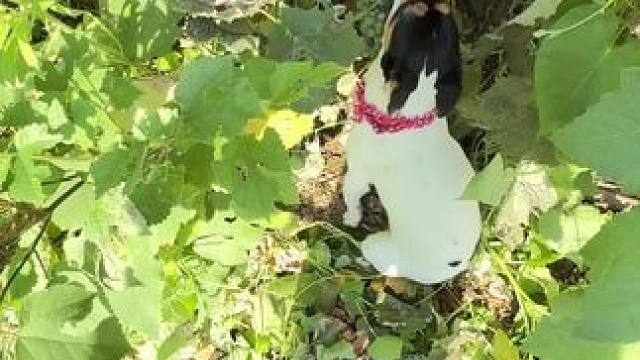 喜宝，“闹肚子”俺妈说再霍霍点生瓜李枣斗好了……..#我的乡村生活 #我家的小土狗 #儿时记忆 #农