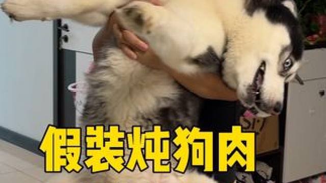 主人假装吃狗肉，当把二哈抱进厨房那一刻，大家千万憋住别笑