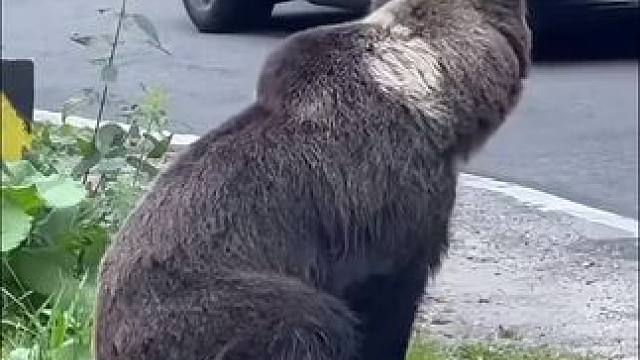 在凶猛的野兽在人面前都得回避