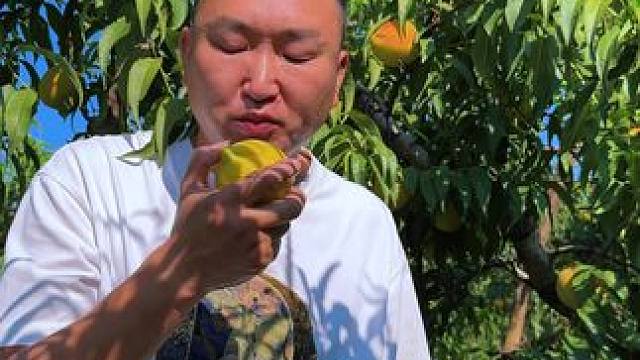 大哥 说 桃真甜 #新鲜采摘 #助力果农 #应季水果 #我的农村生活